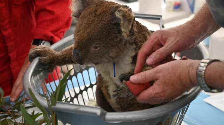 Australia officially classifies koalas as endangered