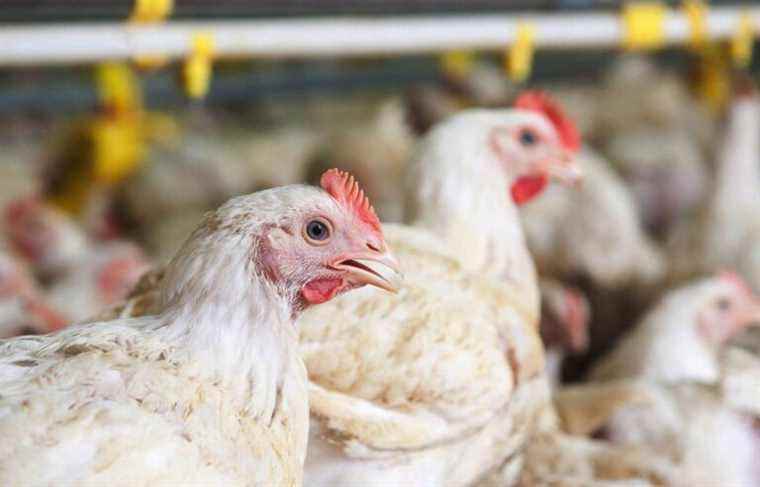 Avian flu: poultry farmers in “vigilance mode”