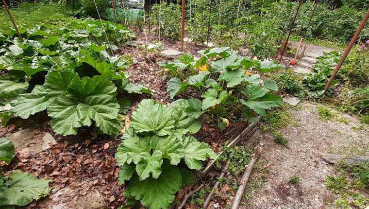 Back to the garden after winter