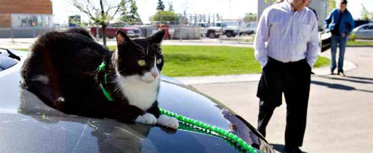 British Columbia: Woman pays $35,000 to have her cat cloned