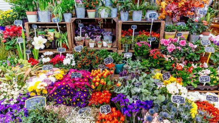 Buy flowers without breaking the bank