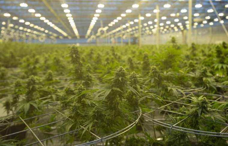 Cannabis: Hexo in troubled waters on the Nasdaq