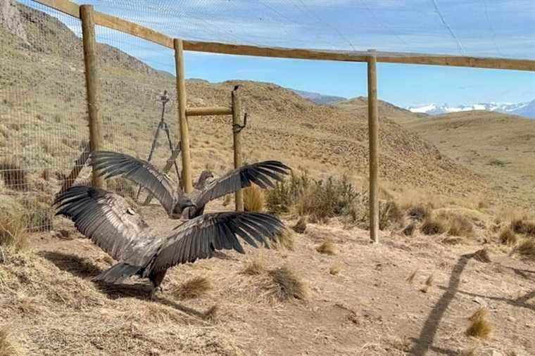 Chile |  Two condors back on the loose after being treated