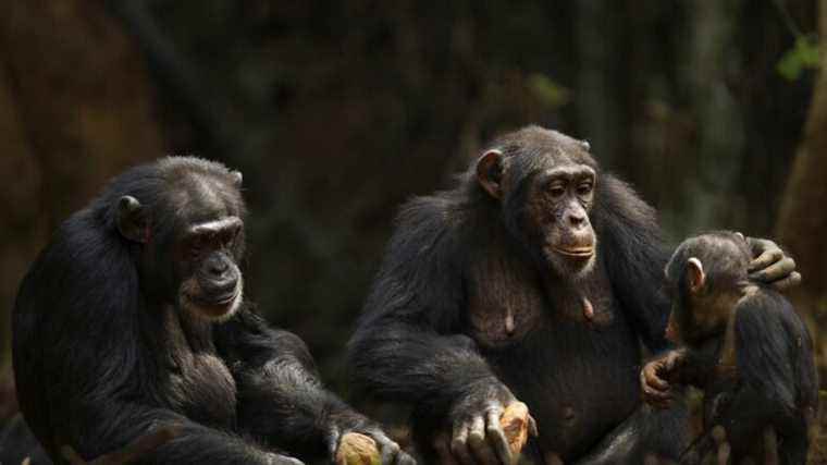 Chimpanzees use insects to heal themselves