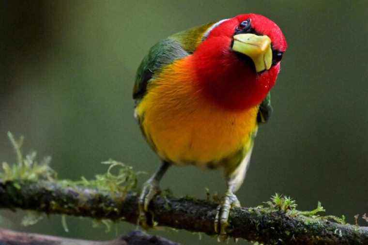 Colombia |  A “sound path” to “see” birds with your ears