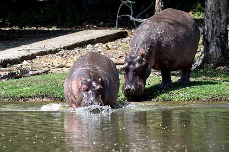 Colombia |  Escobar’s hippos declared “invasive”, the hunt soon open?