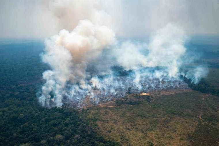 Colombia |  Fires in the Amazon put the capital under “environmental alert”