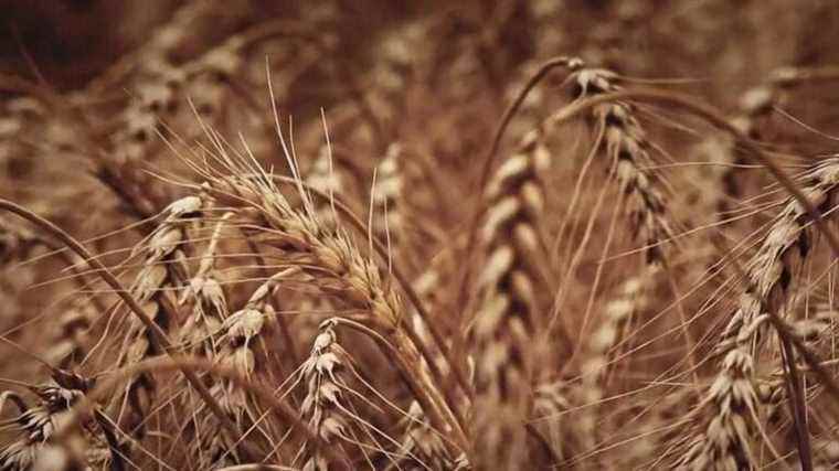 Crisis in Ukraine: the conflict creates tensions on the price of wheat