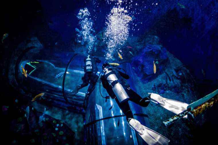 Dive into the heart of the Quebec aquarium