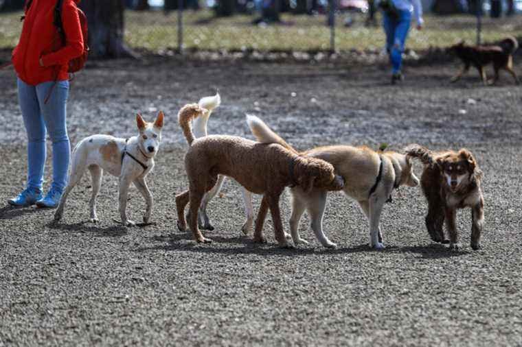 Dogs also in mourning after the death of a congener