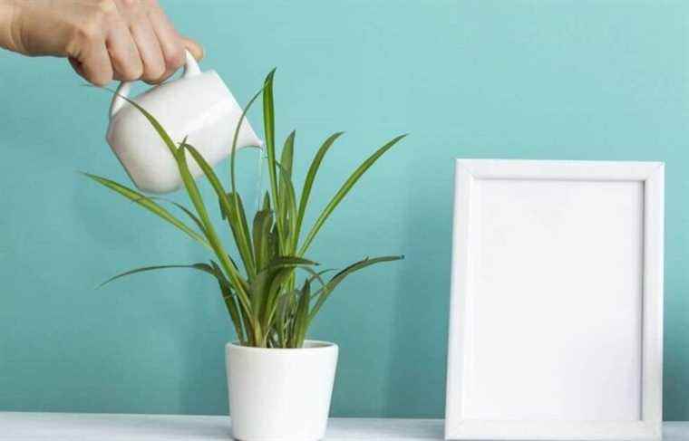 Easy to care for indoor plants