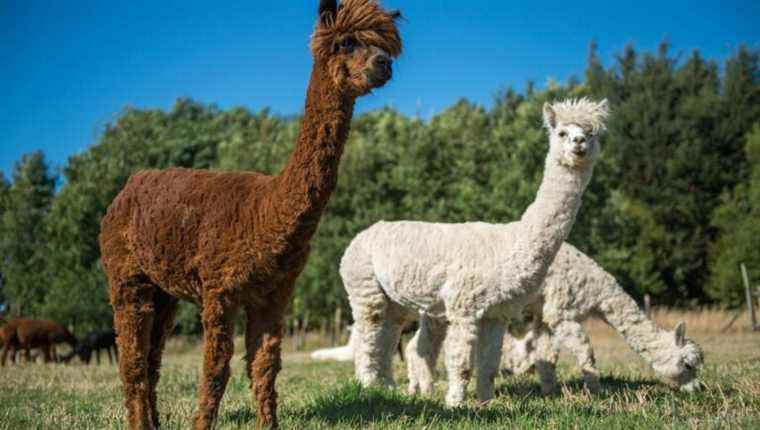 Farming with children and alpacas in Côte-d’Or