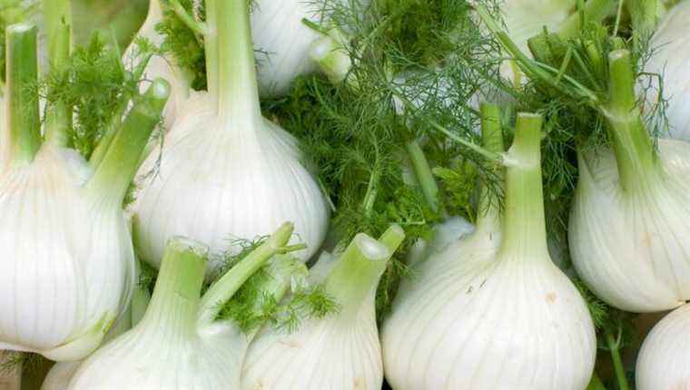 Fennel is cooked on France Bleu Alsace