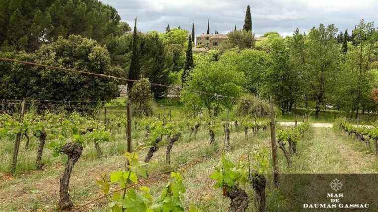 Free advertising for a Hérault wine in an American Netflix series