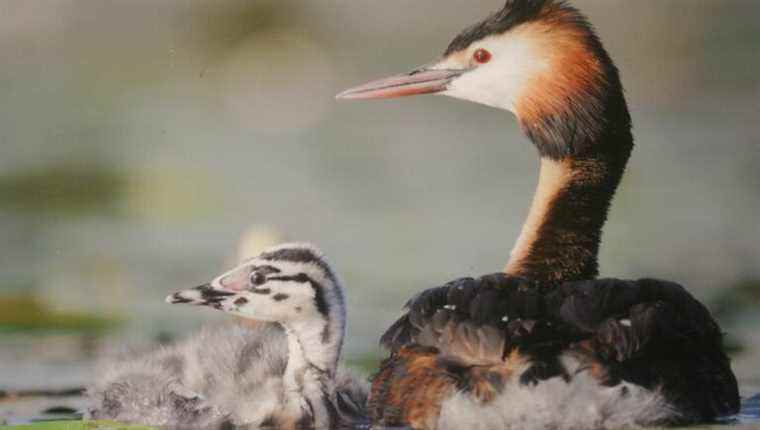 Go on a hike to observe the birds at rest.