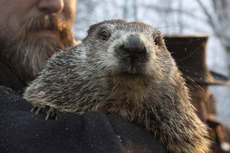 Groundhog Day |  Spring will be late, according to some groundhogs