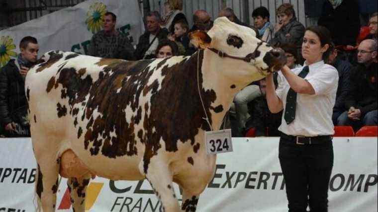 Hactalis, a Breton cow, takes part in the competition for the first time