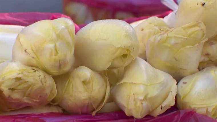 Hauts-de-France: endive producers very worried about the sector