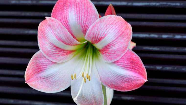 How to care for Amaryllis?