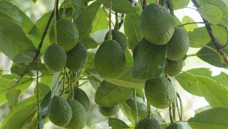 How to plant an avocado tree!