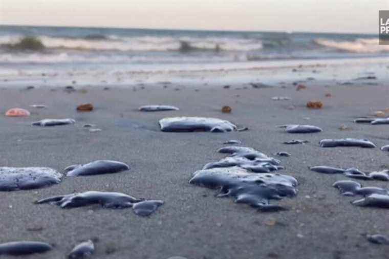 Hundreds of oil stains pollute a beach in Brazil