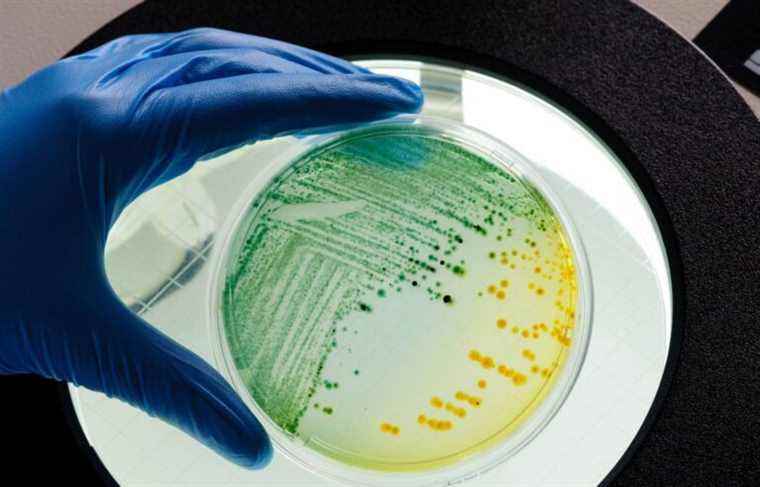 INRS researchers have discovered a key RNA in antimicrobial resistance