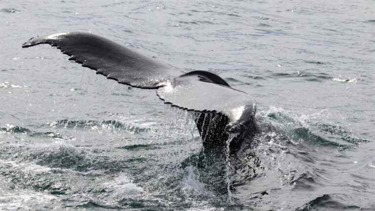 Iceland plans to stop whaling from 2024