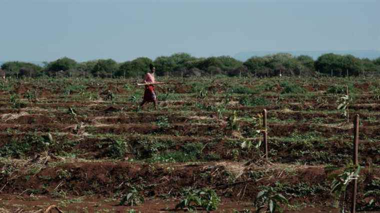 In Kenya, avocado production whets the appetite of criminal gangs