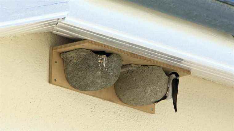 In Mios in Gironde, individuals welcome nesting boxes to protect swallows