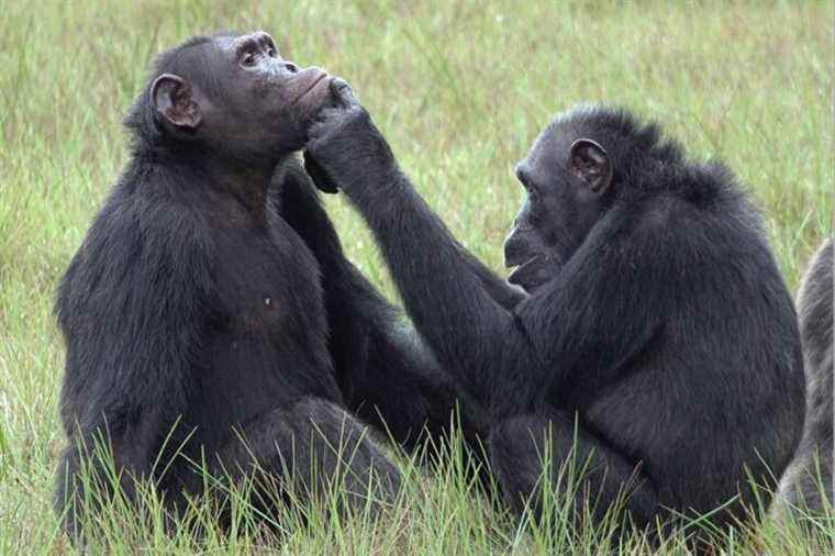 Insects in the wound |  The strange habit of chimpanzees from Gabon