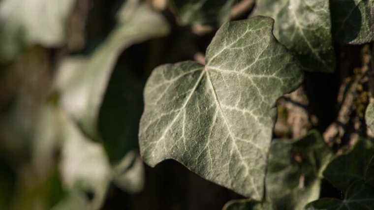 Ivy is not a parasitic plant.