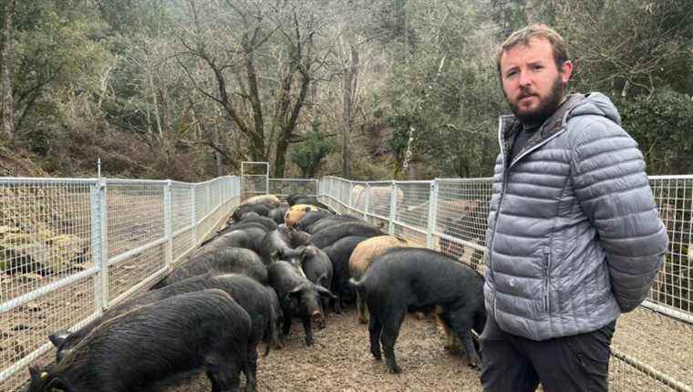 Jean-Mathieu Corieras, breeder and castanéiculturist at U Pighjolu