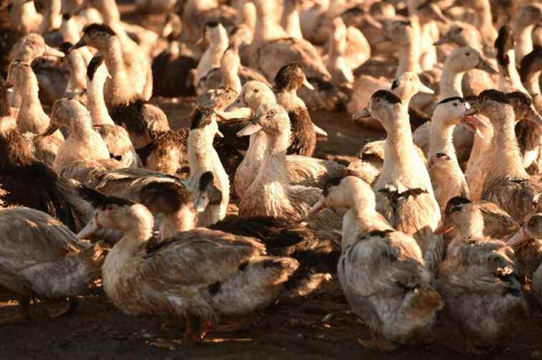 Kentucky and Virginia |  Several cases of avian flu detected in farms