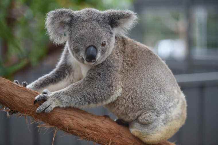 Koalas are ‘in danger’, says Australian government