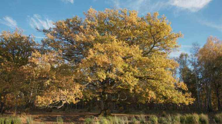 “Le Chêne”, animal documentary on the ecosystem of the king of trees in Sologne