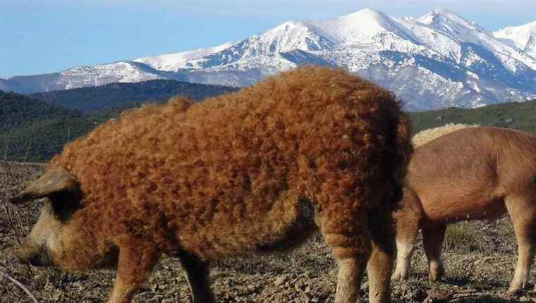 Mangalica, the funny curly pig from Mas Pujol in Fourques