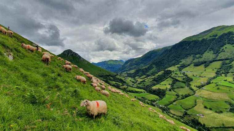 Meet the shepherds of Béarn