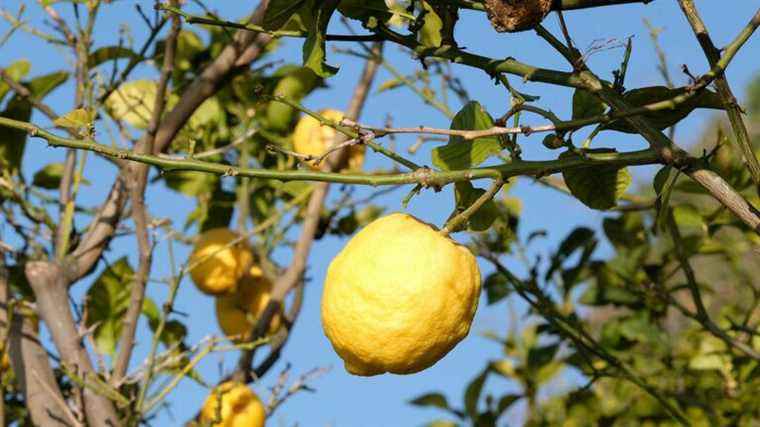 Menton lemon, an exceptional citrus fruit