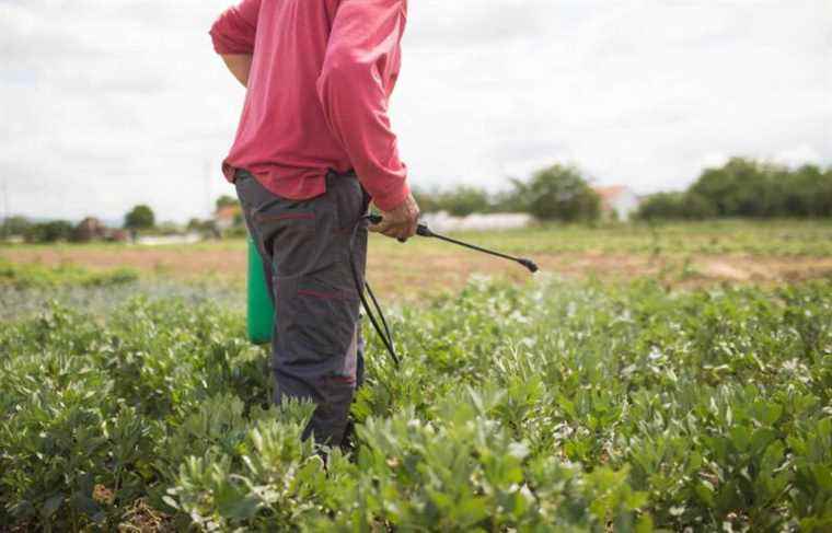 Mexico’s first farm worker has pesticide-related cancer recognized