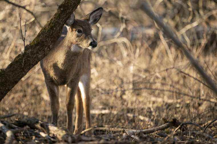 Michel-Chartrand Park in Longueuil |  The majority of deer will be euthanized in the fall