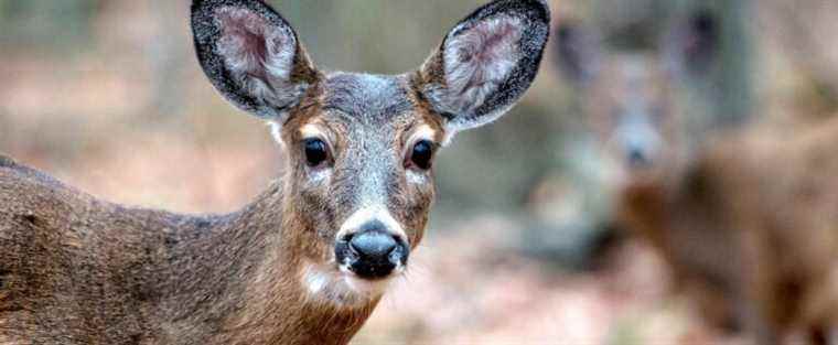 More than 200 deer soon to be slaughtered in two SEPAQ parks