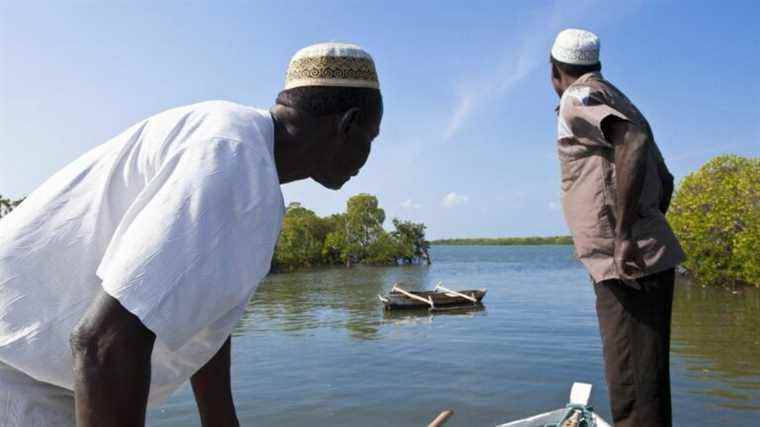 Mozambique wants to reforest its mangroves to protect its coasts