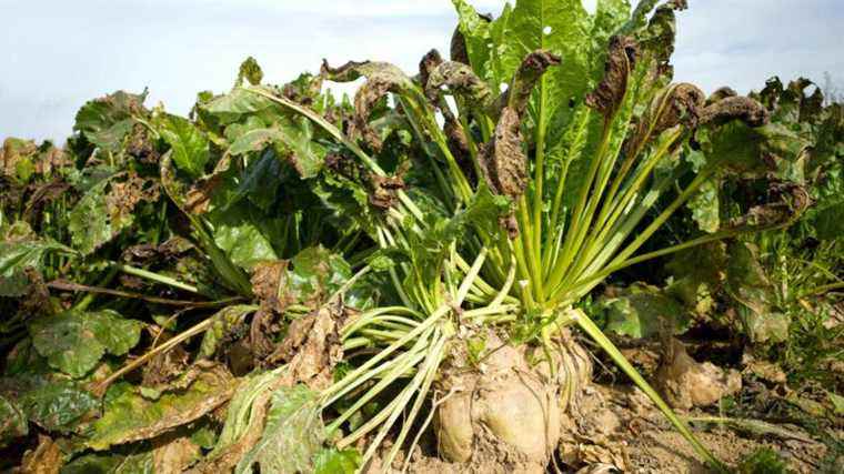 Neonicotinoids obtain a new exemption for the cultivation of sugar beets in 2022