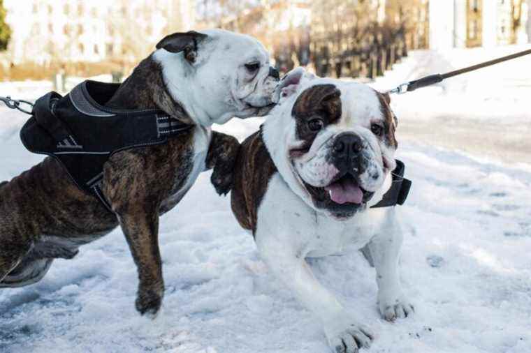 Norway bans the breeding of certain dog breeds