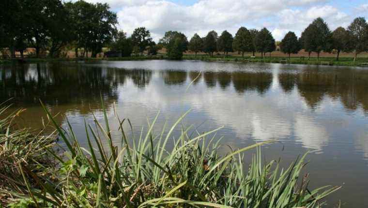 Observe the birds on the ponds of Mayenne.