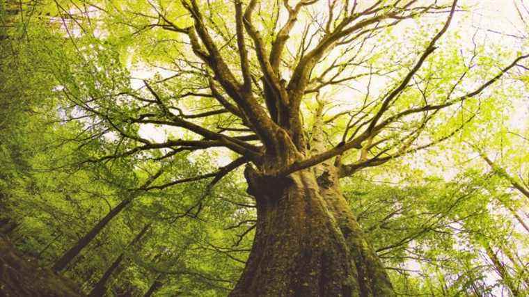 Old trees are the guardians of forests