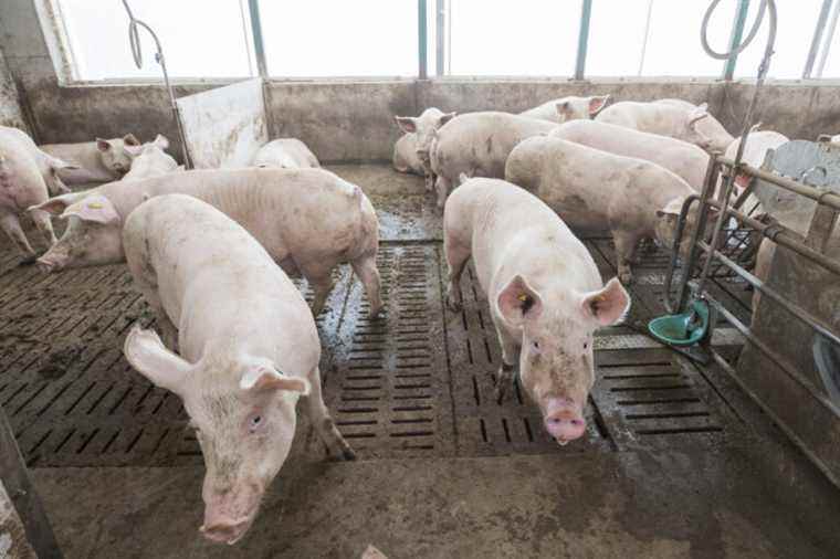 Olymel will reduce its pig slaughtering activities