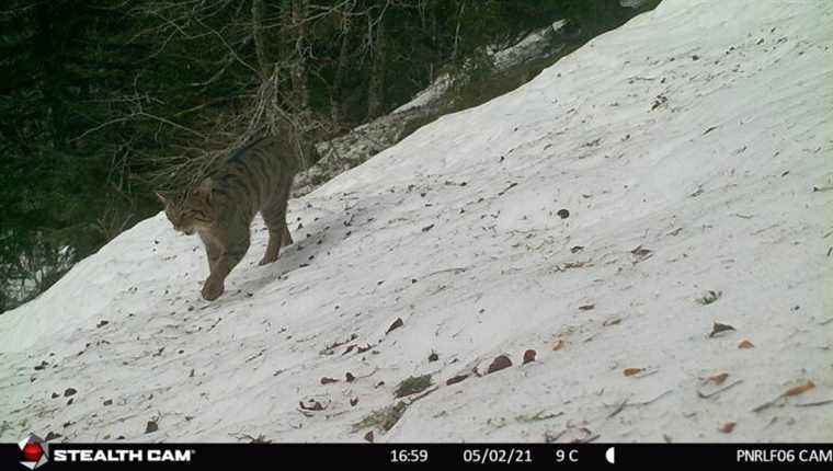 On the trail of the Cat Forestier in Livradois Forez