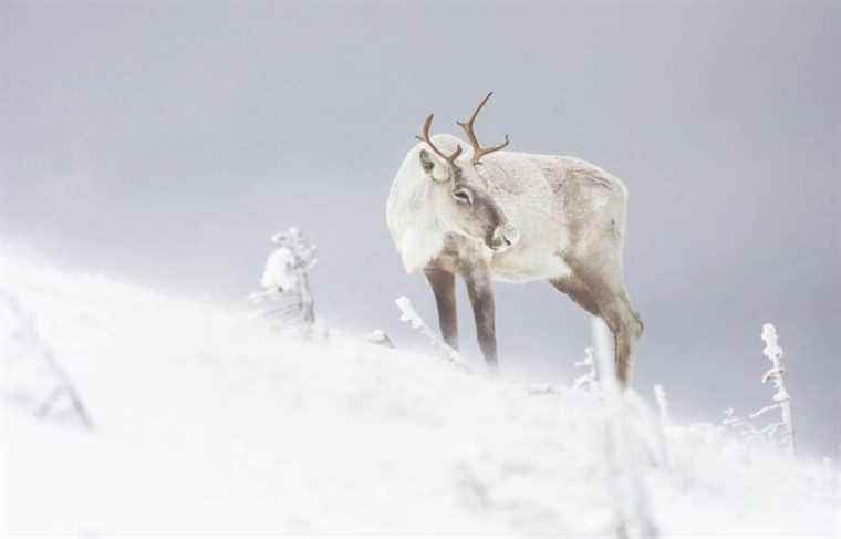 Ottawa threatens to act to protect caribou if Quebec does not move