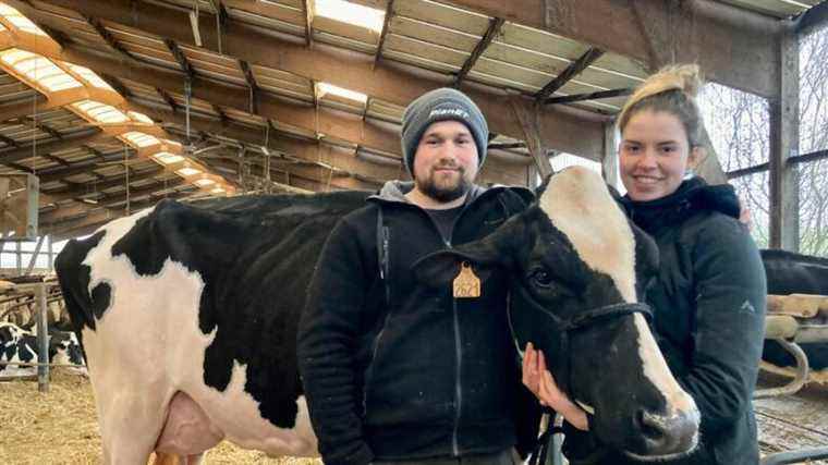 Pétra, a beautiful cow from the Dordogne, will take part in the agricultural show competition